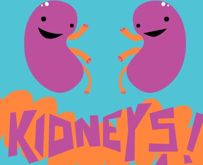 Tips for Keeping Your Kidneys Healthy